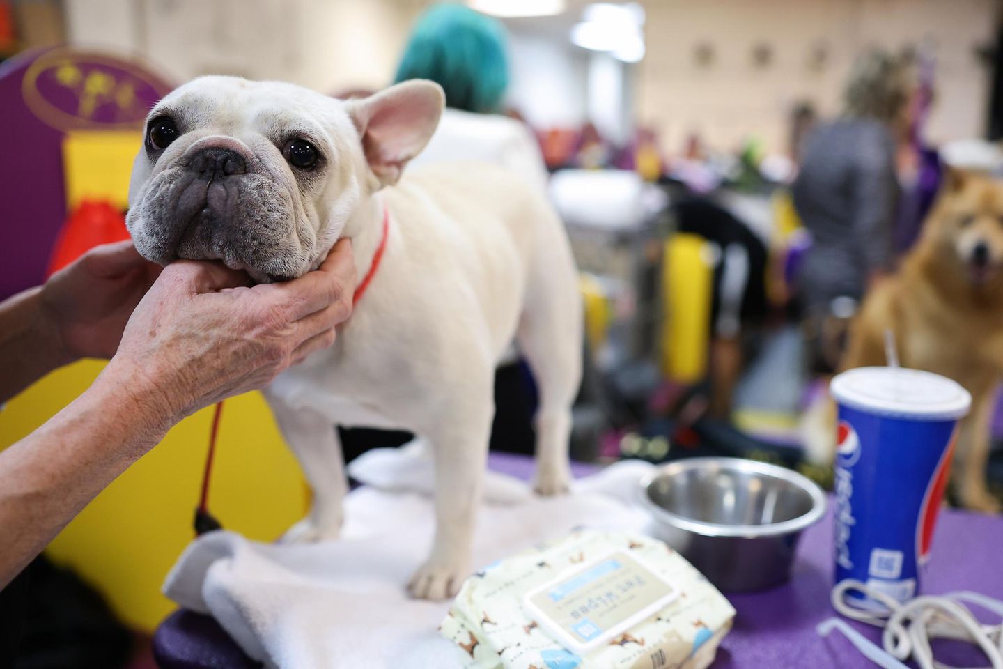 Eine weiße französische Bulldogge wird backstage gekrault Hundeshow
