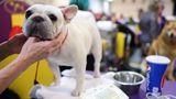 Eine weiße französische Bulldogge wird backstage gekrault Hundeshow