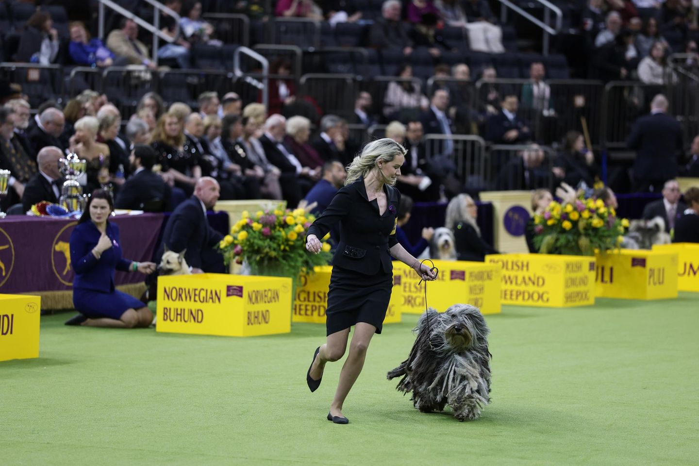 Hund und Frauchen geben ihr Bestes in einem Wettbewerb Hundeshow