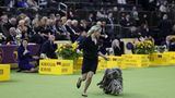 Hund und Frauchen geben ihr Bestes in einem Wettbewerb Hundeshow