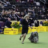 Hund und Frauchen geben ihr Bestes in einem Wettbewerb Hundeshow
