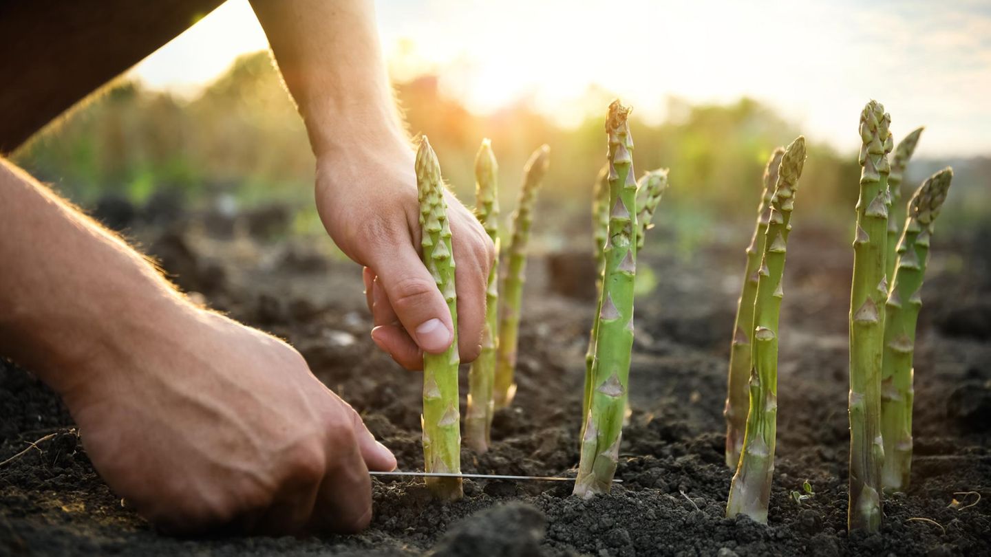 Mann pflückt frischen Spargel