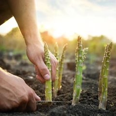 Mann pflückt frischen Spargel