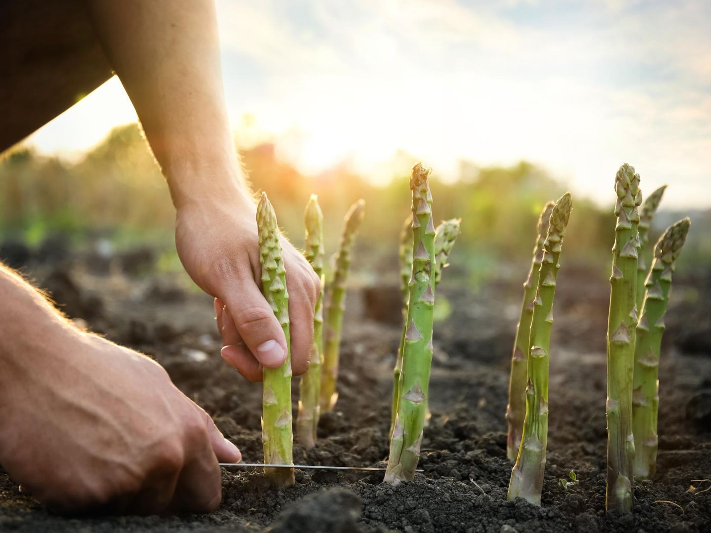 Grnen Spargel anpflanzen: So ernten Sie eigene Stangen im Garten | STERN.de