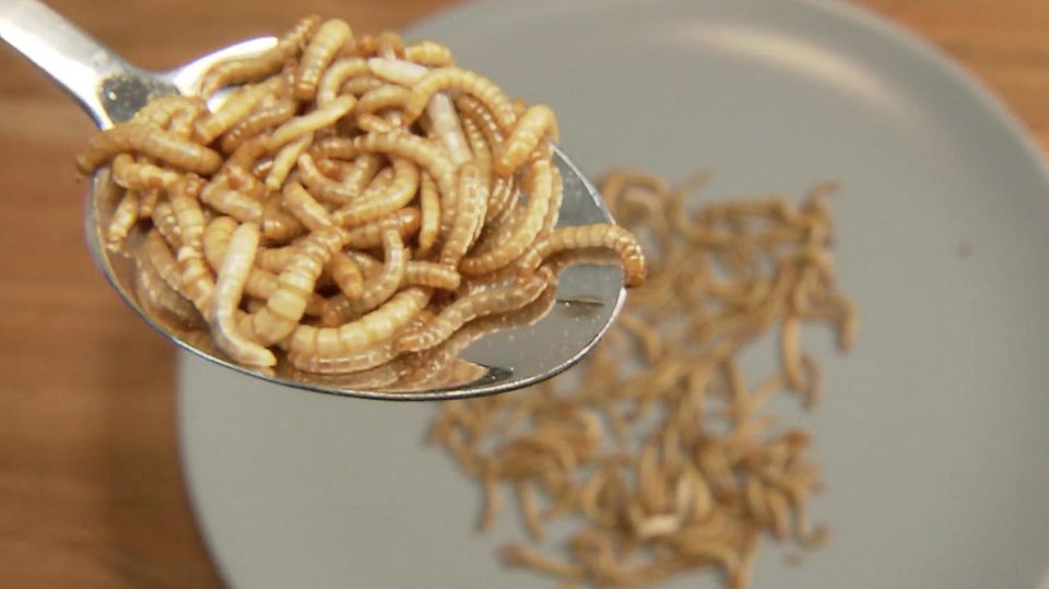 In der EU darf nun Mehlwurm-Pulver in gewissen Lebensmitteln verwendet werden. Für viele eklig – doch welche Vorteile das sogar haben könnte, sehen Sie im Video.