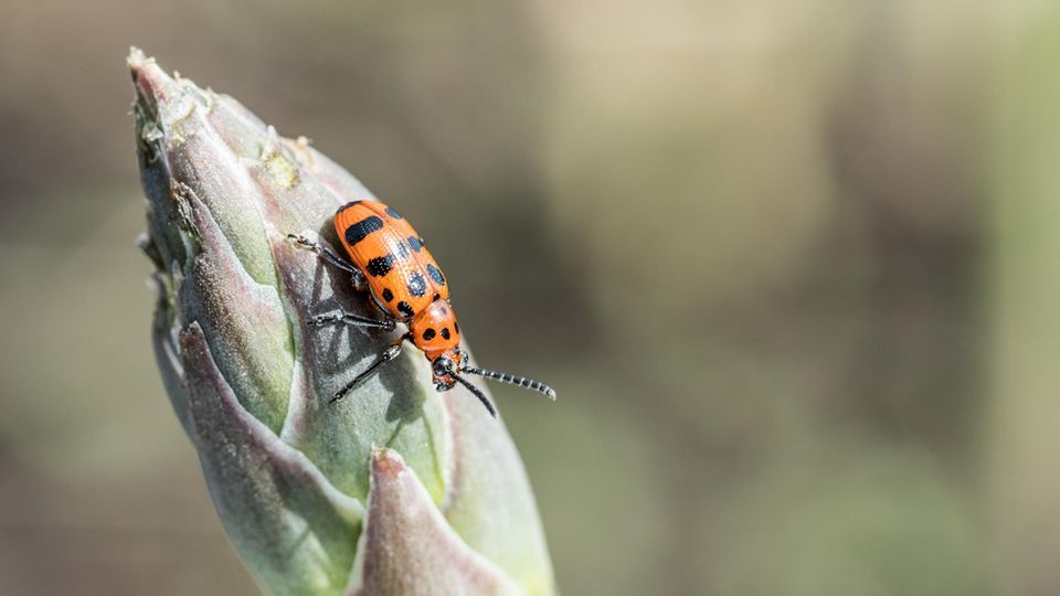 Gefleckte Spargel-Käfer