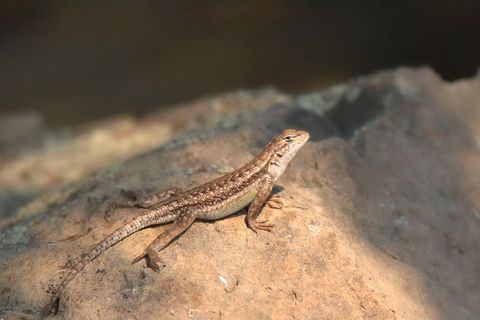 Donald Trump und Naturschutz: Die Eidechse Sceloporus graciosus