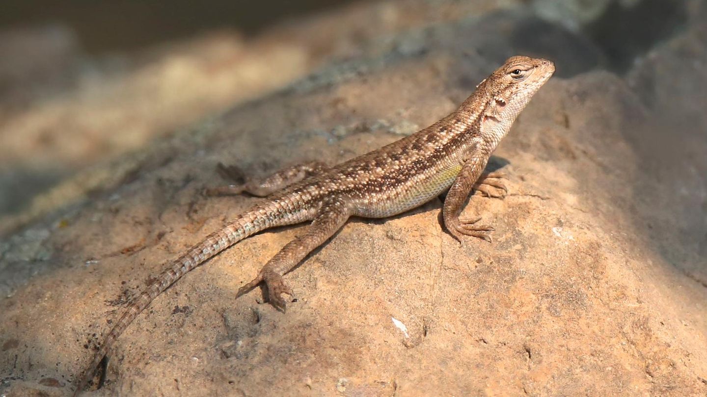 Donald Trump und Naturschutz: Die Eidechse Sceloporus graciosus