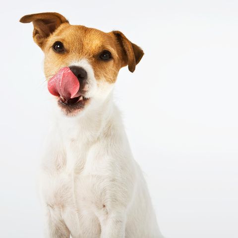 (Thema Haustier) Hund schleckt sich das Maul