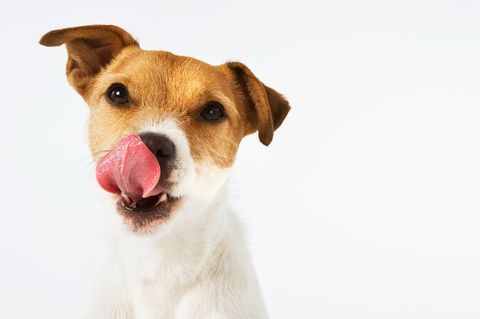 (Thema Haustier) Hund schleckt sich das Maul