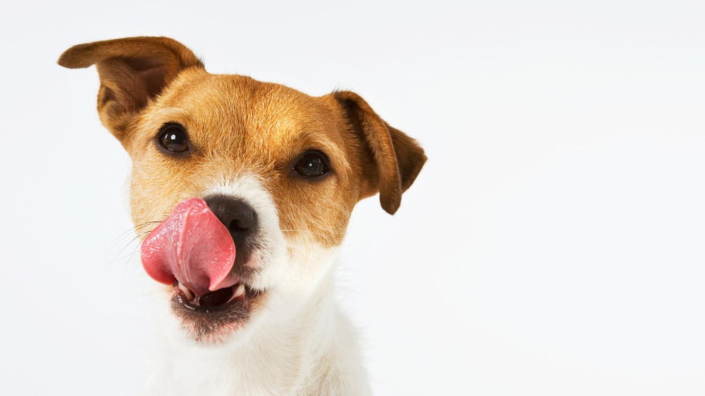 (Thema Haustier) Hund schleckt sich das Maul (Thema Haustier) Hund schleckt sich das Maul