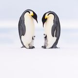 Eckhard von Hirschhausen zwei erwachsene Pinguine mit zwei Jungen