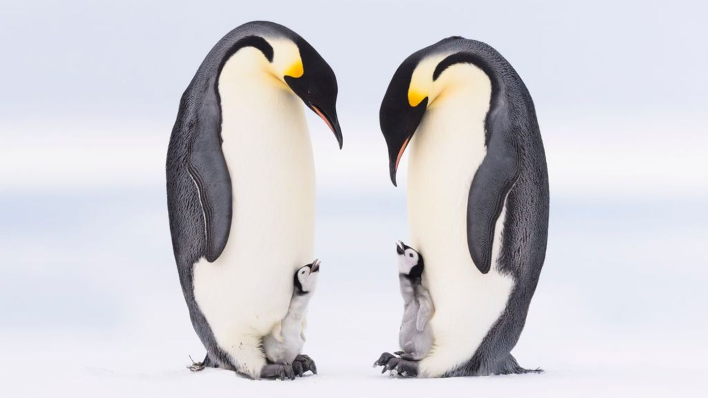 Eckhard von Hirschhausen zwei erwachsene Pinguine mit zwei Jungen