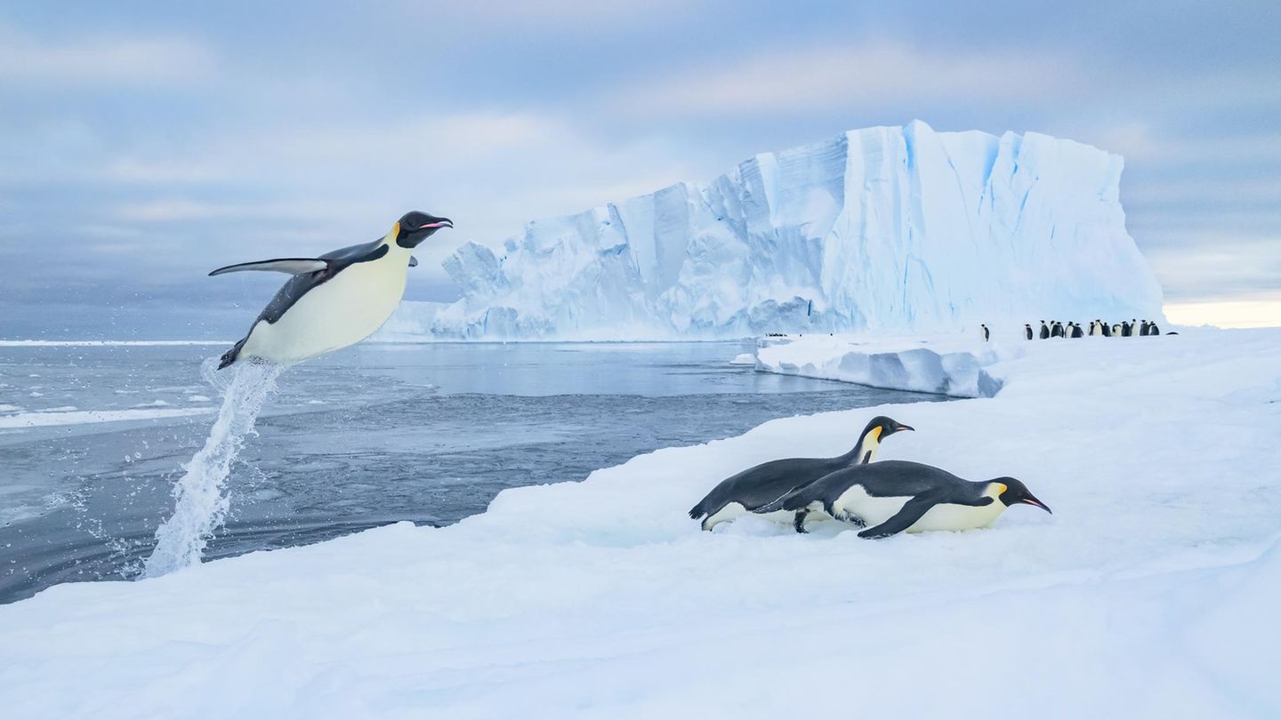 Eckhard von Hirschhausen Pinguine springen auf Eisscholle