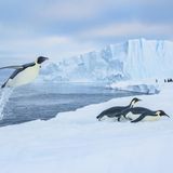 Eckhard von Hirschhausen Pinguine springen auf Eisscholle