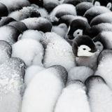 Eckhard von Hirschhausen junge Pinguine drängen sich dicht an dicht