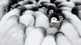 Eckhard von Hirschhausen junge Pinguine drängen sich dicht an dicht Eckhard von Hirschhausen junge Pinguine drängen sich dicht an dicht