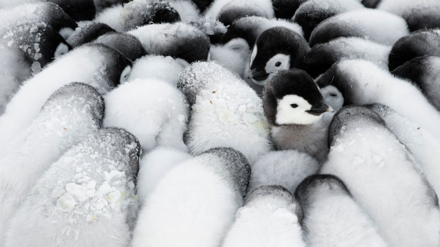 Eckhard von Hirschhausen junge Pinguine drängen sich dicht an dicht