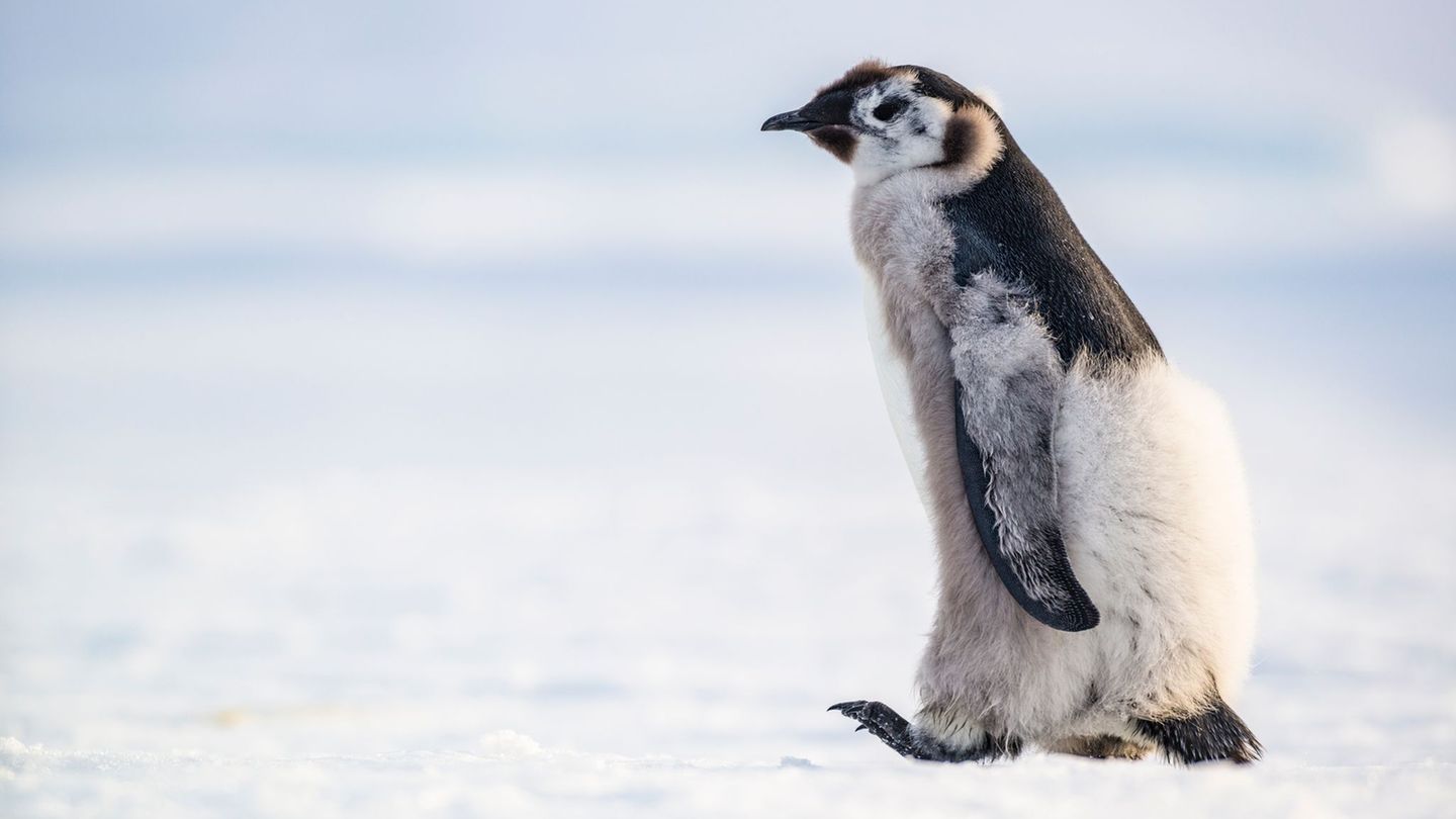 Eckhard von Hirschhausen Pinguine in Federwechsel