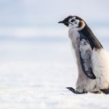 Eckhard von Hirschhausen Pinguine in Federwechsel