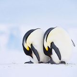 Eckhard von Hirschhausen Pinguin-Paar verbeugt sich