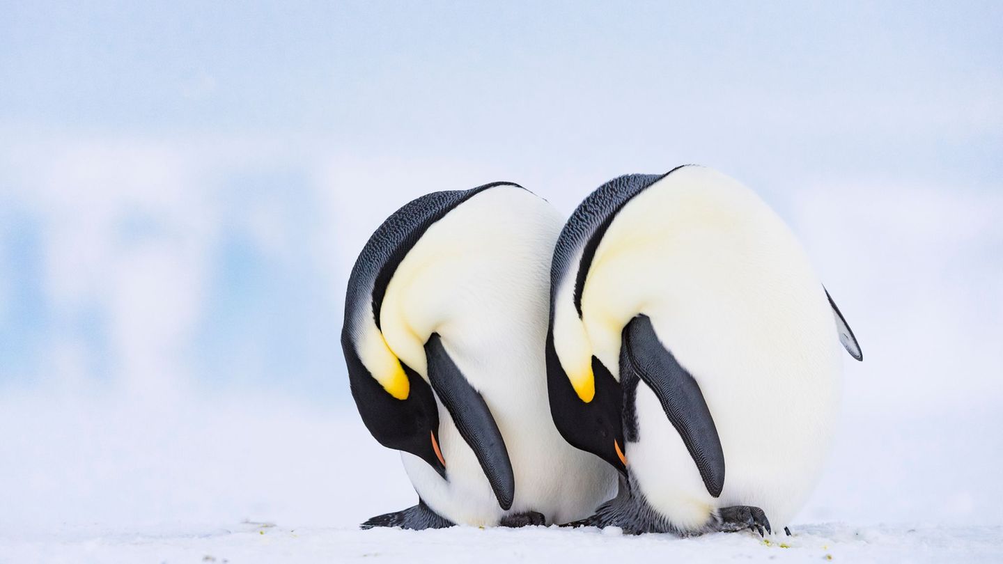 Eckhard von Hirschhausen Pinguin-Paar verbeugt sich