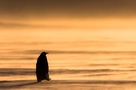 Eckart von Hirschhausen Pinguin watschelt über Schnee