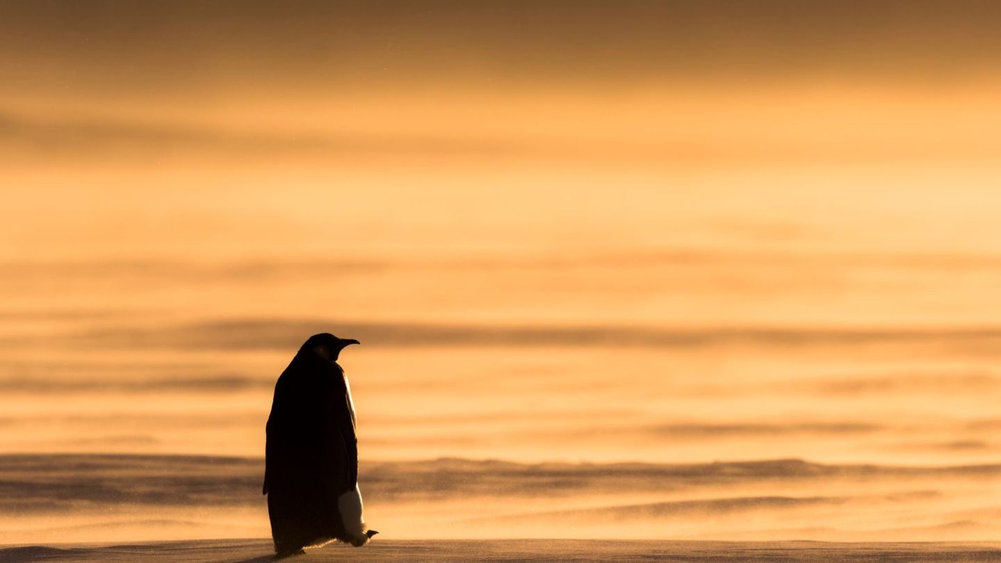 Eckart von Hirschhausen Pinguin watschelt über Schnee Eckart von Hirschhausen Pinguin watschelt über Schnee