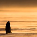 Eckart von Hirschhausen Pinguin watschelt über Schnee