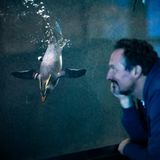 Eckhard von Hirschhausen guckt Pinguin im Wasser an
