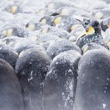 Eckhard von Hirschhausen Pinguine stehen eng aneinander