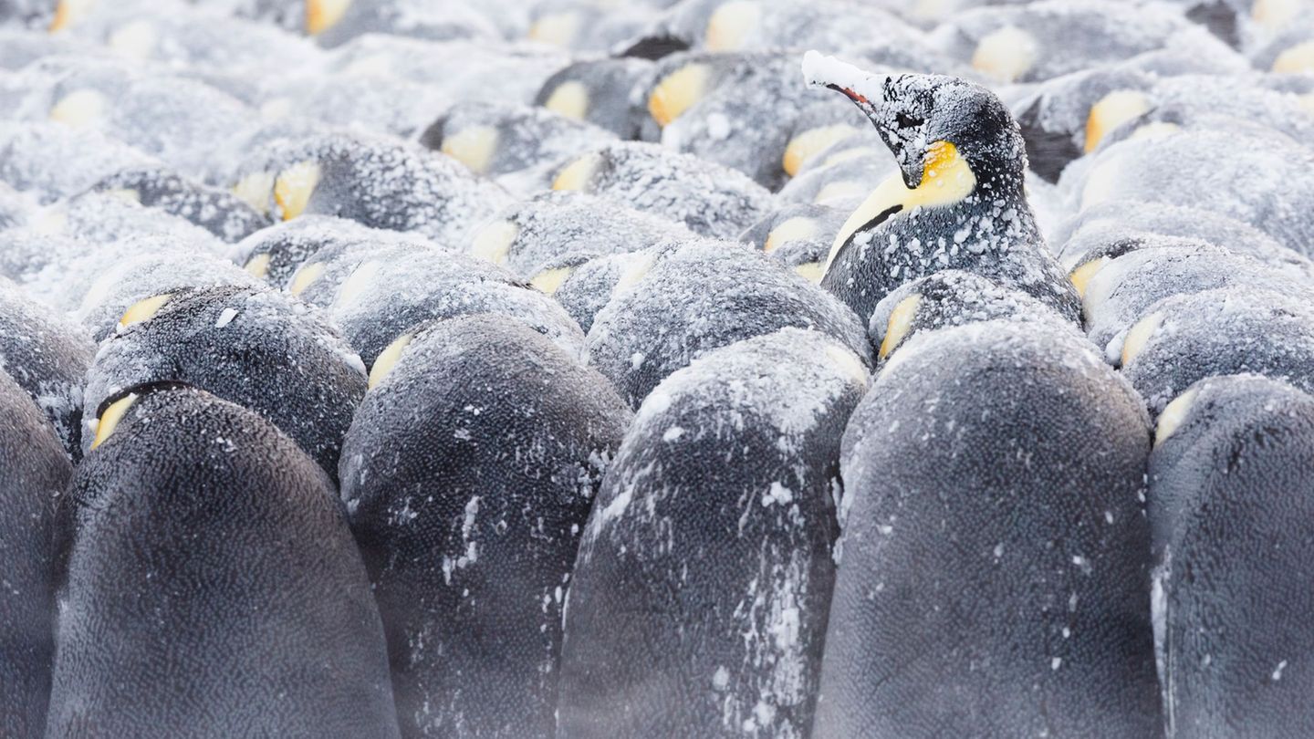 Eckhard von Hirschhausen Pinguine stehen eng aneinander