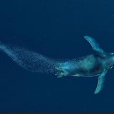 Eckhard von Hirschhausen Pinguin schnellt durchs Wasser