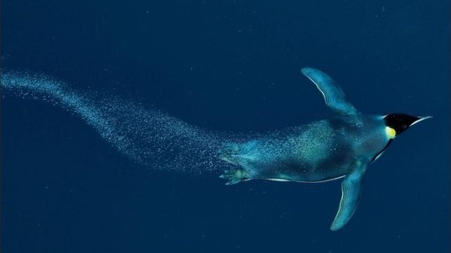 Eckhard von Hirschhausen Pinguin schnellt durchs Wasser