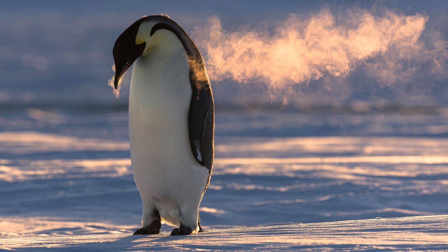 Eckhard von Hirschhausen Pinguin mit Atemwolke