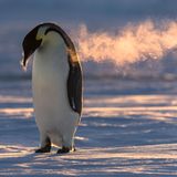 Eckhard von Hirschhausen Pinguin mit Atemwolke