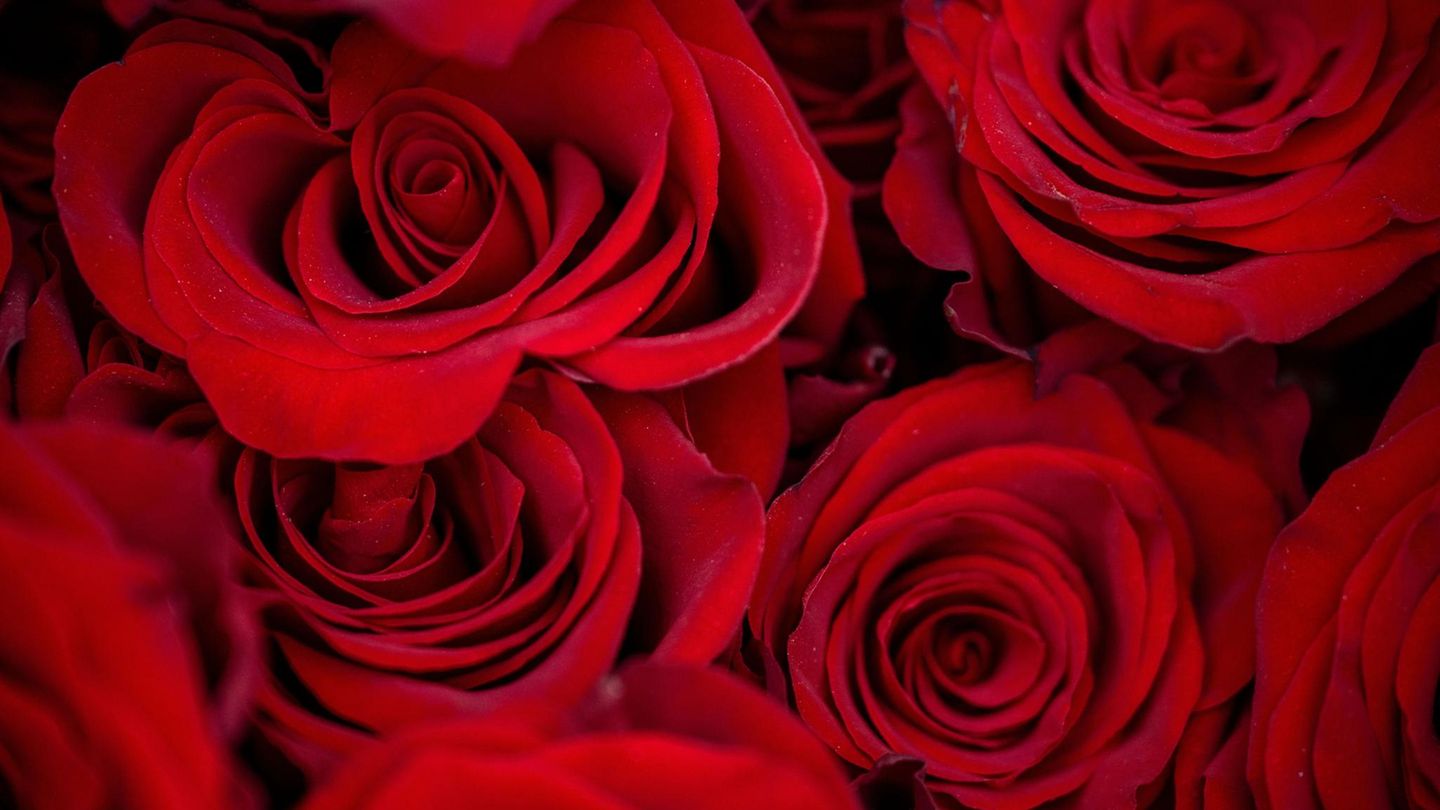 Beliebtes Geschenk zum Valentinstag: Kaum eine Pflanze symbolisiert die Liebe so sehr wie die Rose