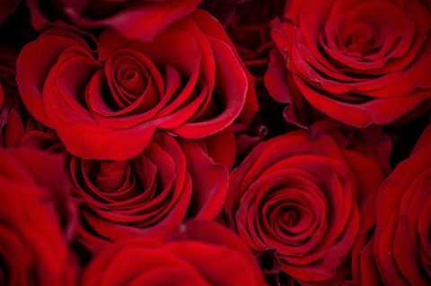 Beliebtes Geschenk zum Valentinstag: Kaum eine Pflanze symbolisiert die Liebe so sehr wie die Rose