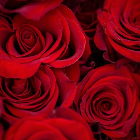 Beliebtes Geschenk zum Valentinstag: Kaum eine Pflanze symbolisiert die Liebe so sehr wie die Rose