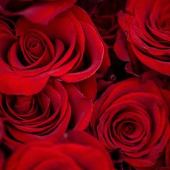 Beliebtes Geschenk zum Valentinstag: Kaum eine Pflanze symbolisiert die Liebe so sehr wie die Rose