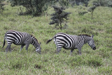 Zebra-Drama in Dänemark: Zwei Zebras in der Natur