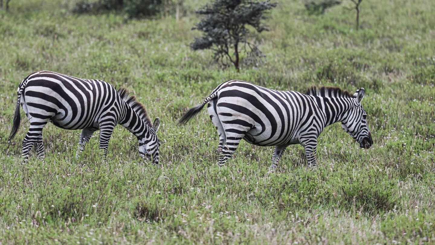 Zebra-Drama in Dänemark: Zwei Zebras in der Natur