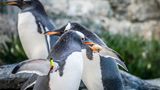 Valentinstag Pinguin