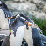 Valentinstag Pinguin