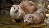 Valentinstag Otterpaar