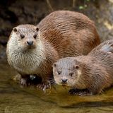 Valentinstag Otterpaar