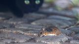 Valentinstag Katze und Maus