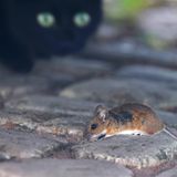 Valentinstag Katze und Maus