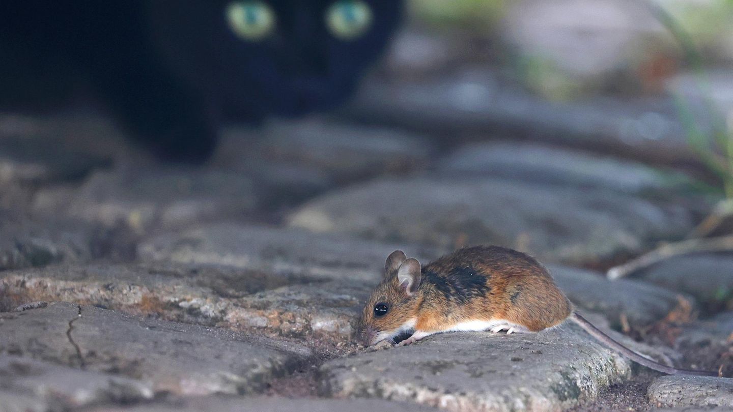 Valentinstag Katze und Maus