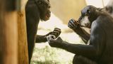 Valentinstag Bonobos übergeben sich Futter